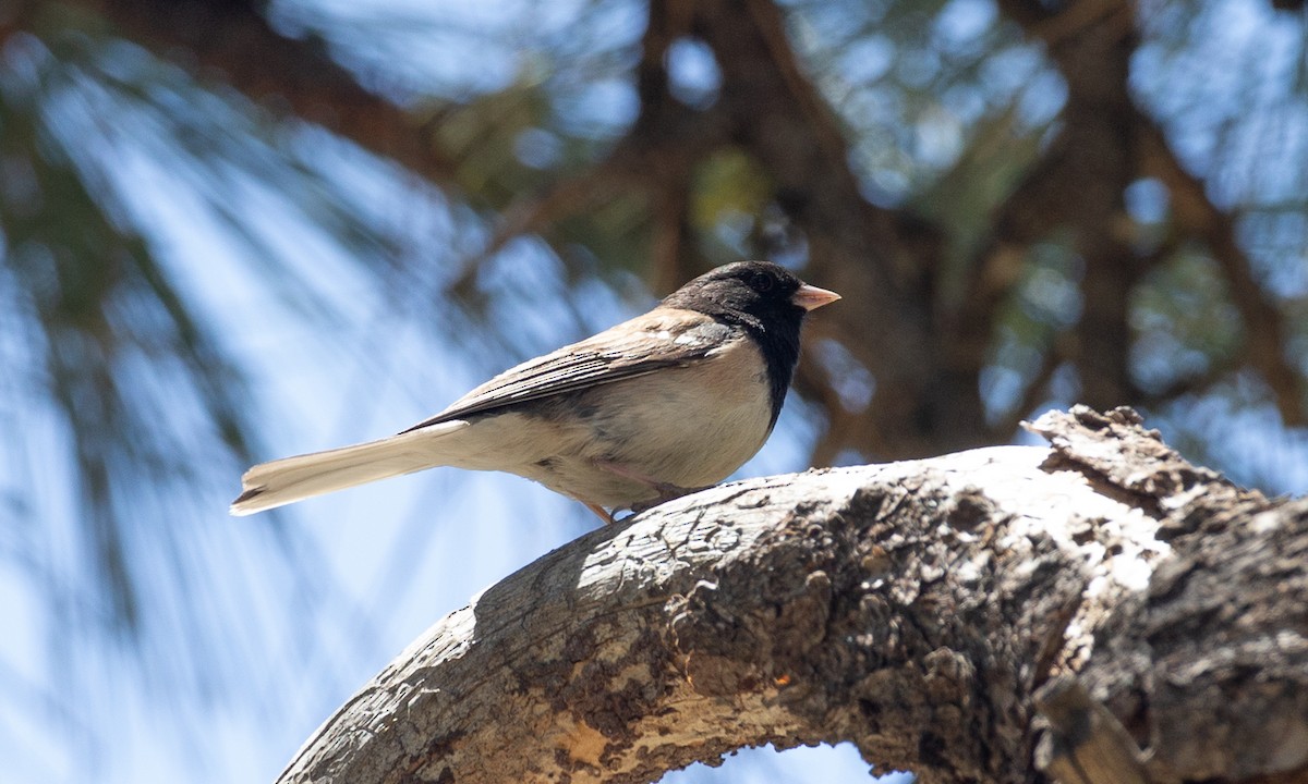 Dark-eyed Junco (Oregon) - ML620622133