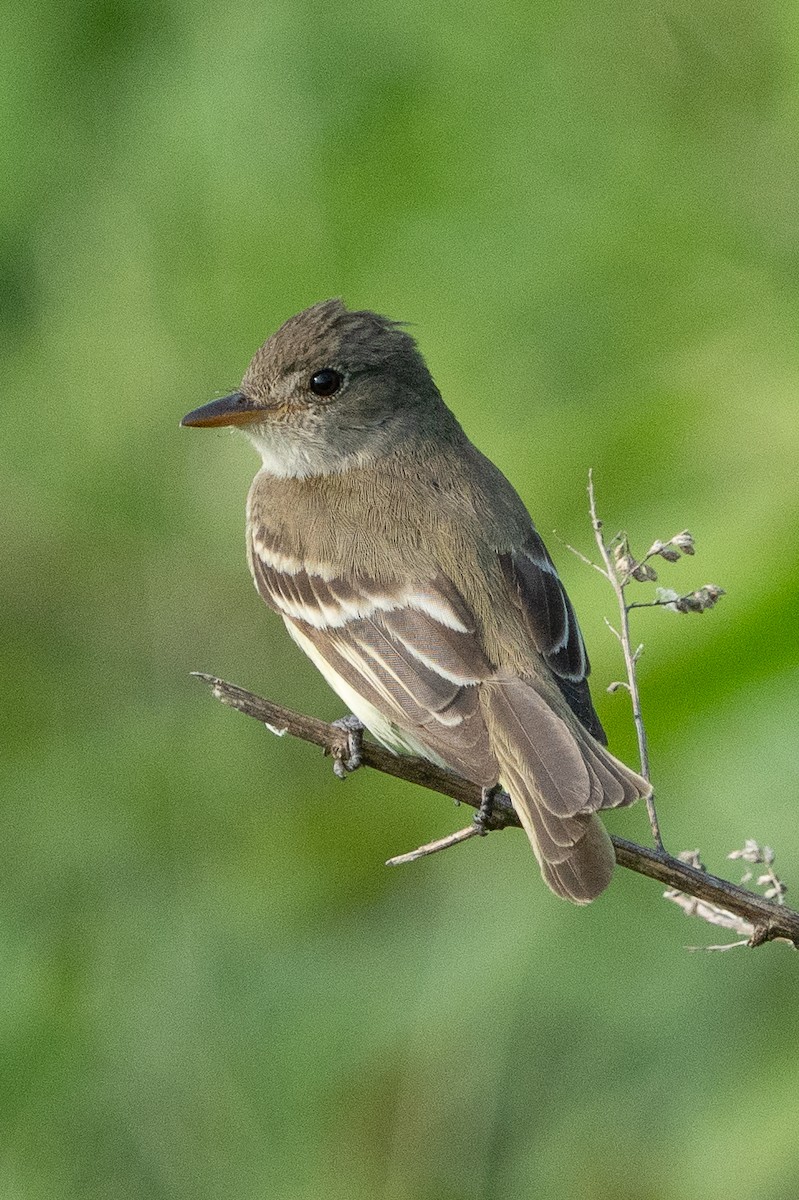 Willow Flycatcher - ML620622138