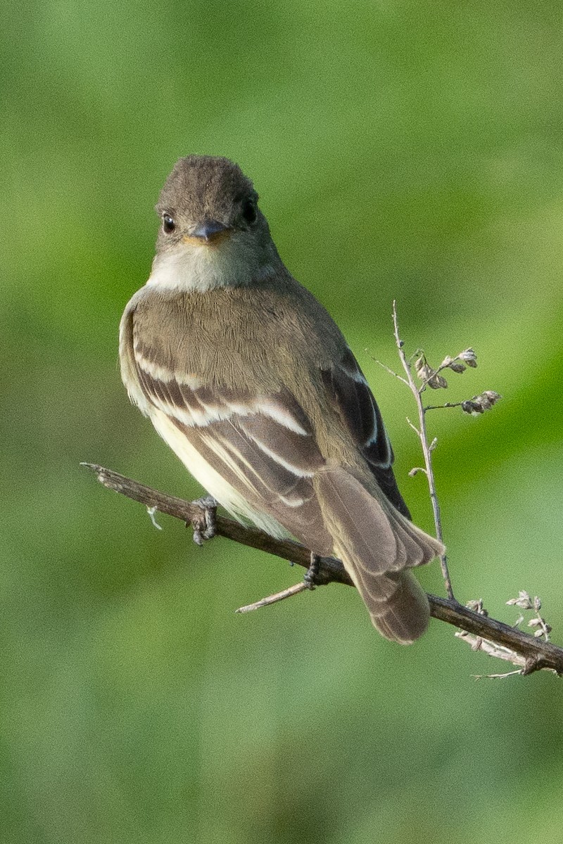 Weidenschnäppertyrann - ML620622139