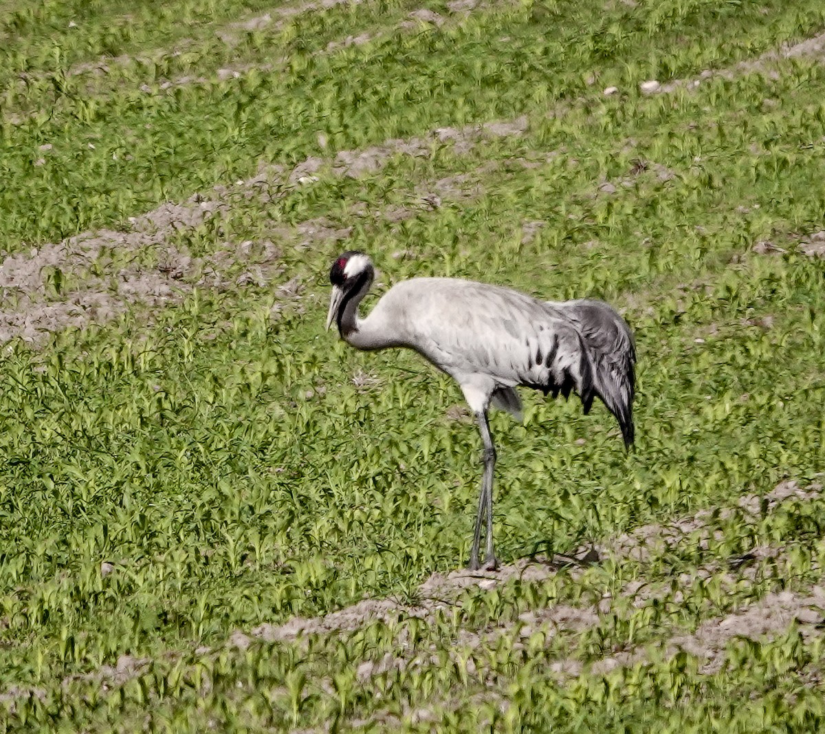 Common Crane - ML620622140