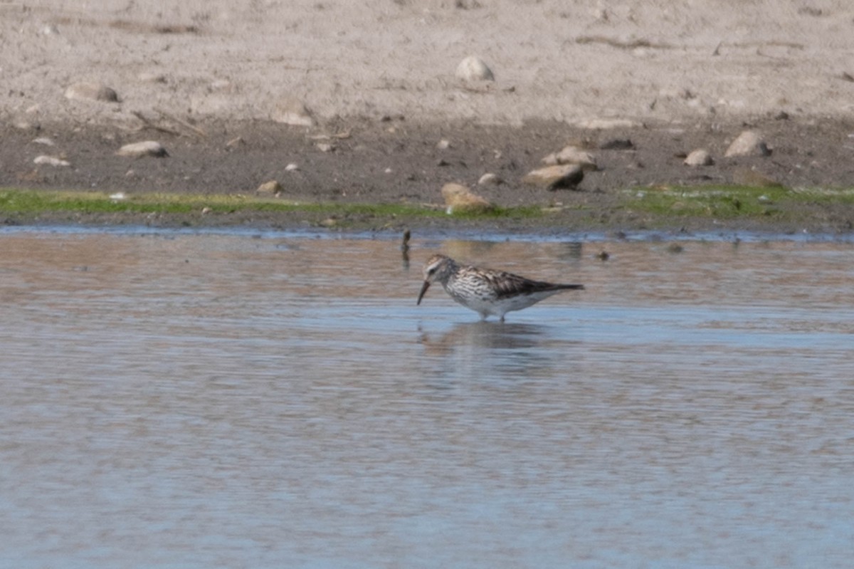 Weißbürzel-Strandläufer - ML620622141