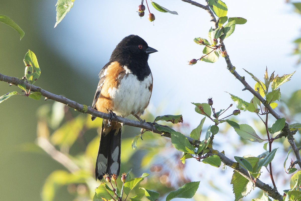 Spotted Towhee - ML620622143