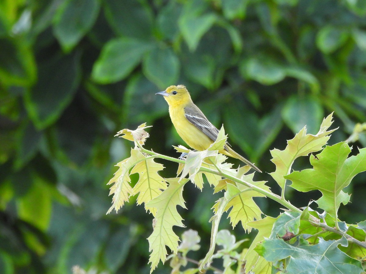 Orchard Oriole - ML620622146