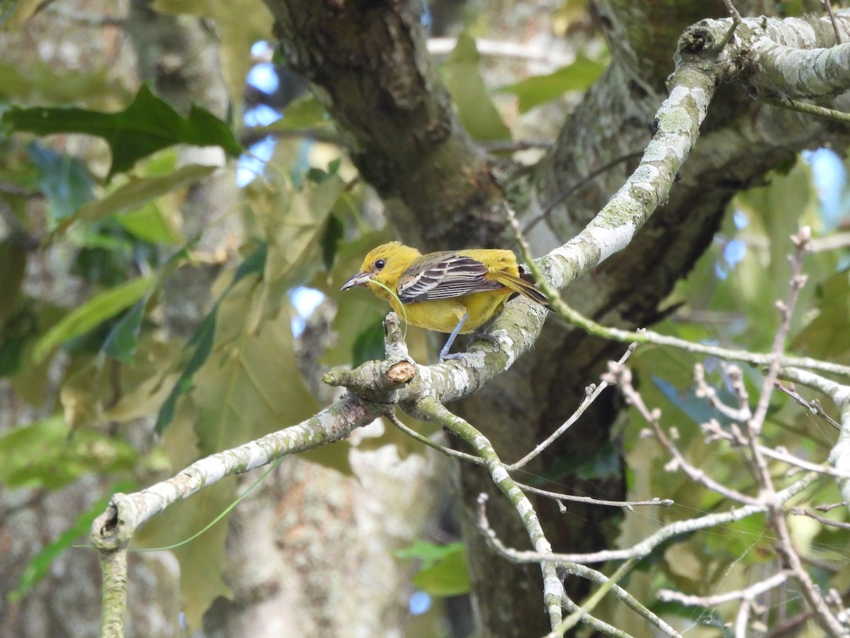 Orchard Oriole - ML620622147