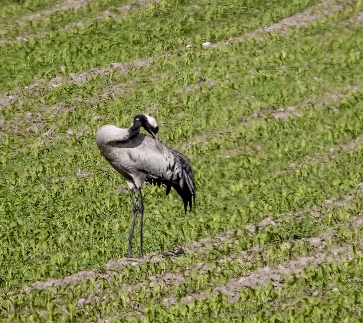 Common Crane - ML620622151