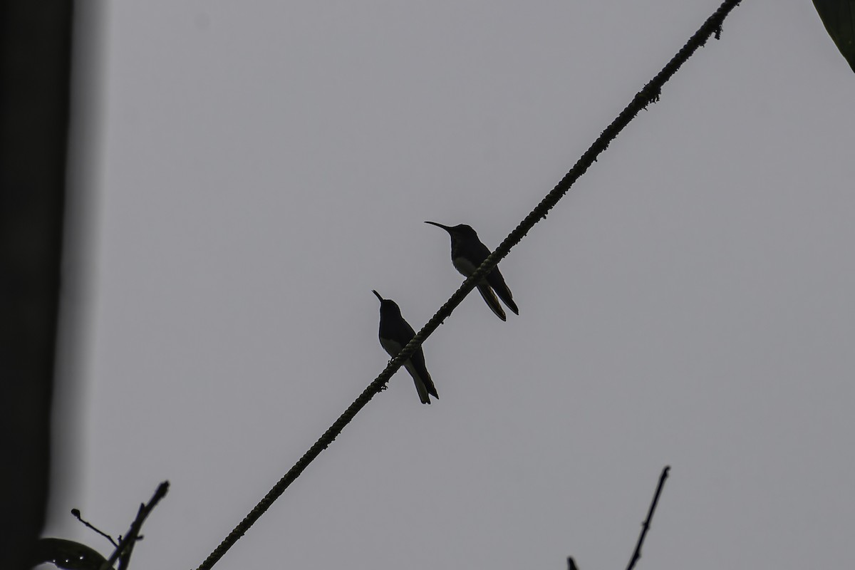 White-necked Jacobin - ML620622152