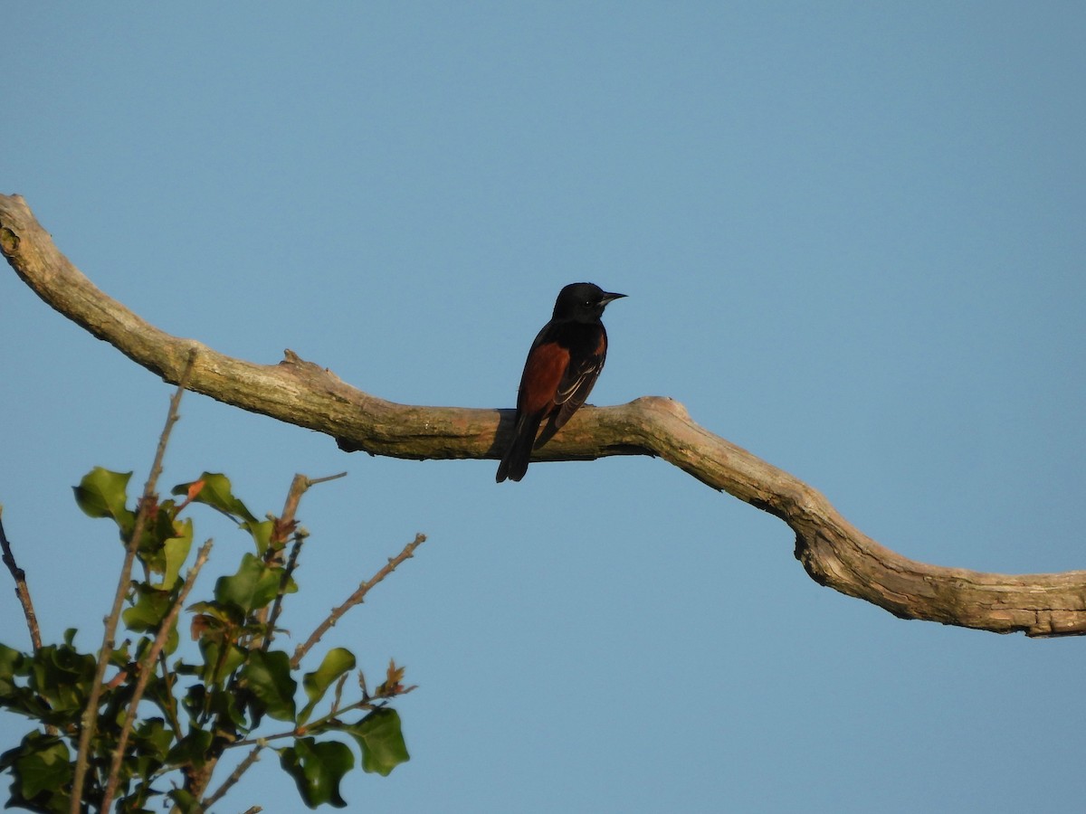 Orchard Oriole - ML620622154