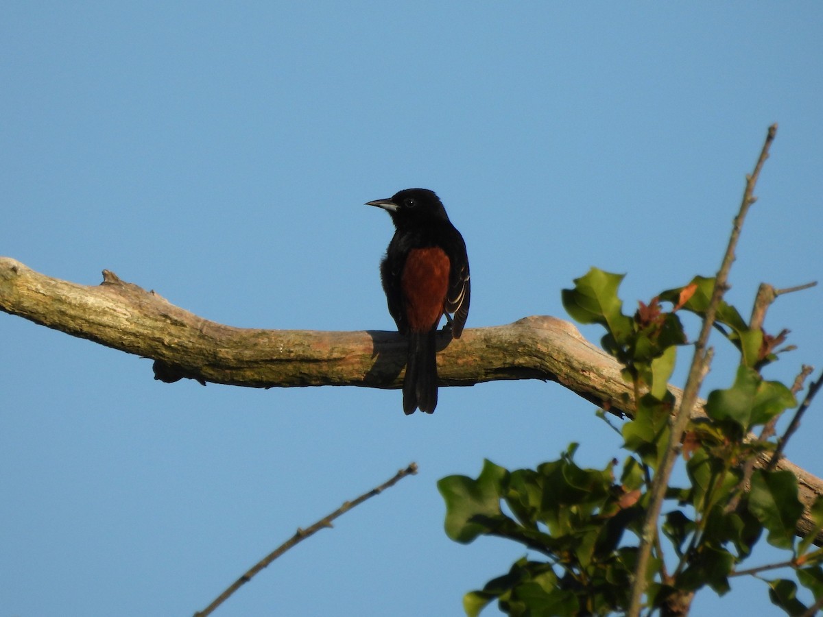 Orchard Oriole - ML620622155
