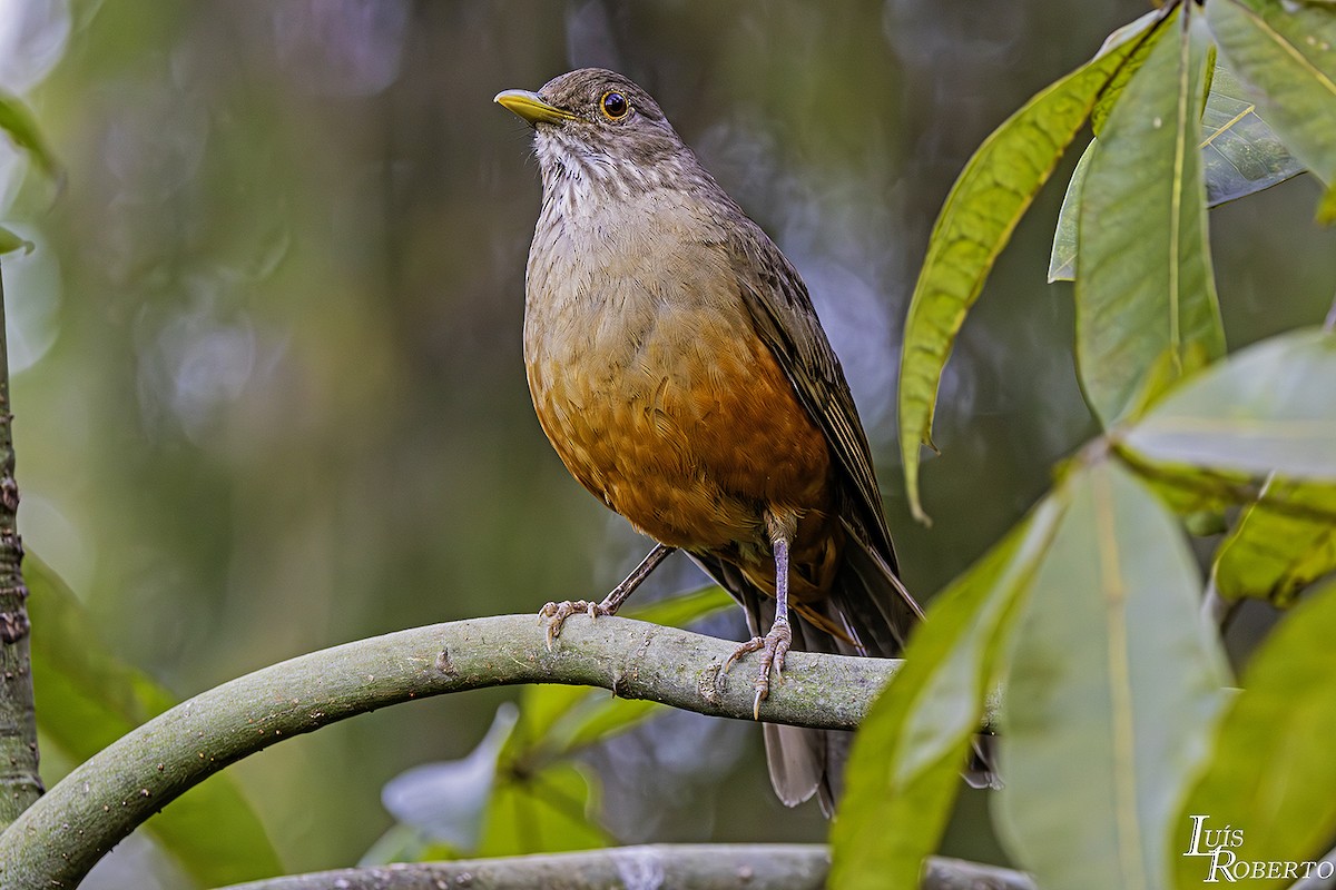 Rufous-bellied Thrush - ML620622156