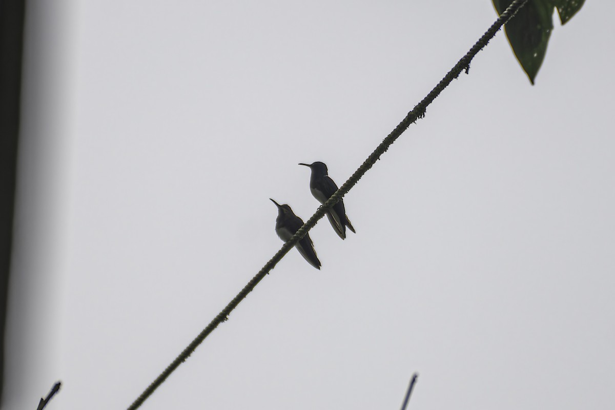 White-necked Jacobin - ML620622159