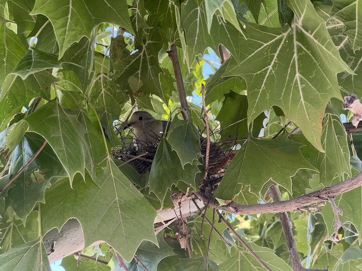 Mourning Dove - ML620622169