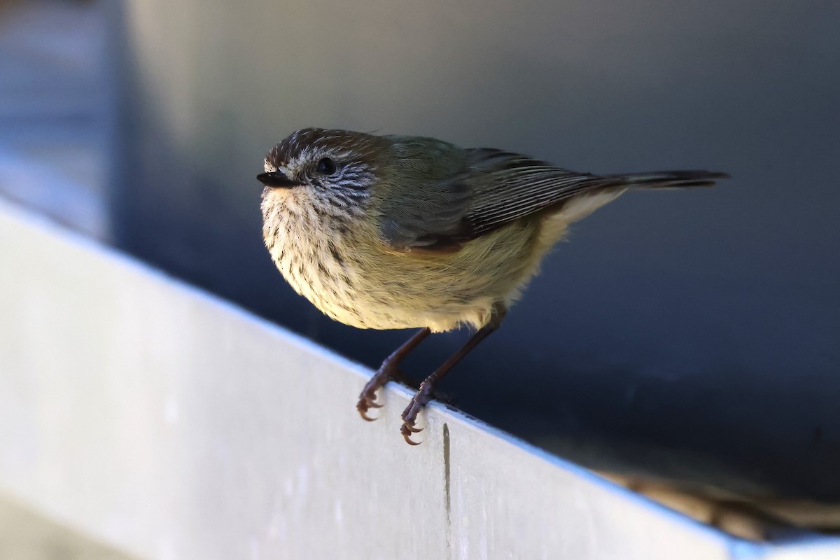 Striated Thornbill - ML620622170