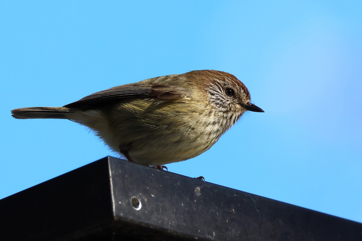 Striated Thornbill - ML620622171