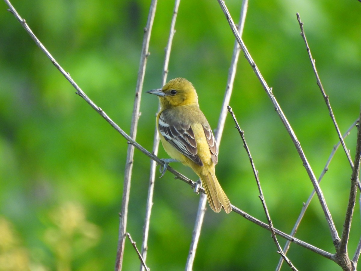 Orchard Oriole - ML620622173