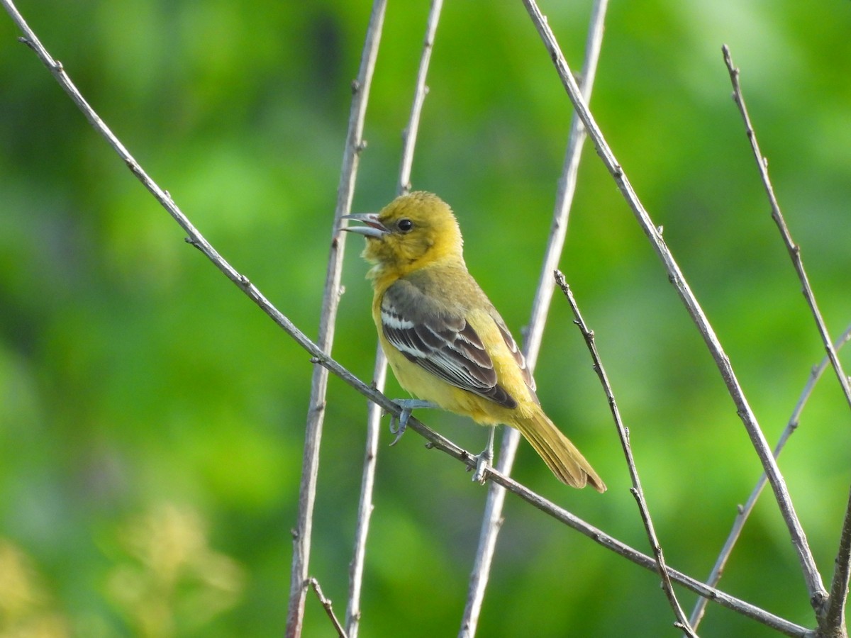 Orchard Oriole - ML620622174