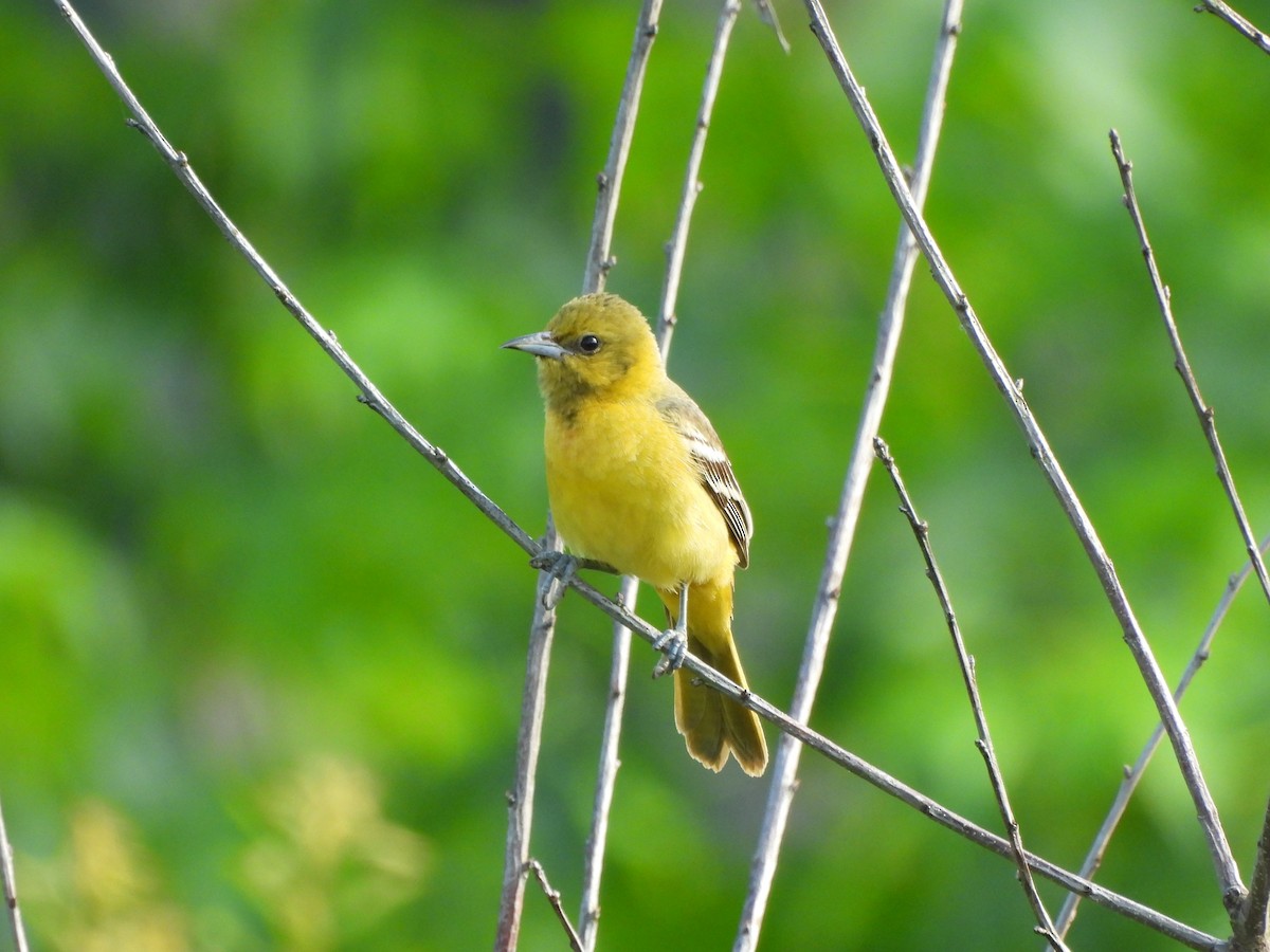 Orchard Oriole - ML620622175