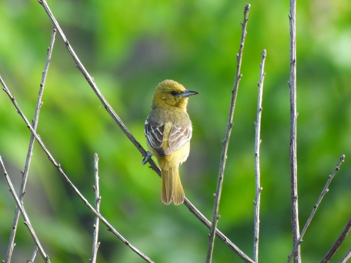 Orchard Oriole - ML620622176