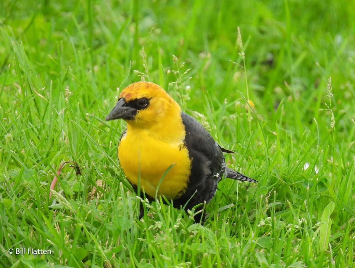 Yellow-headed Blackbird - ML620622177