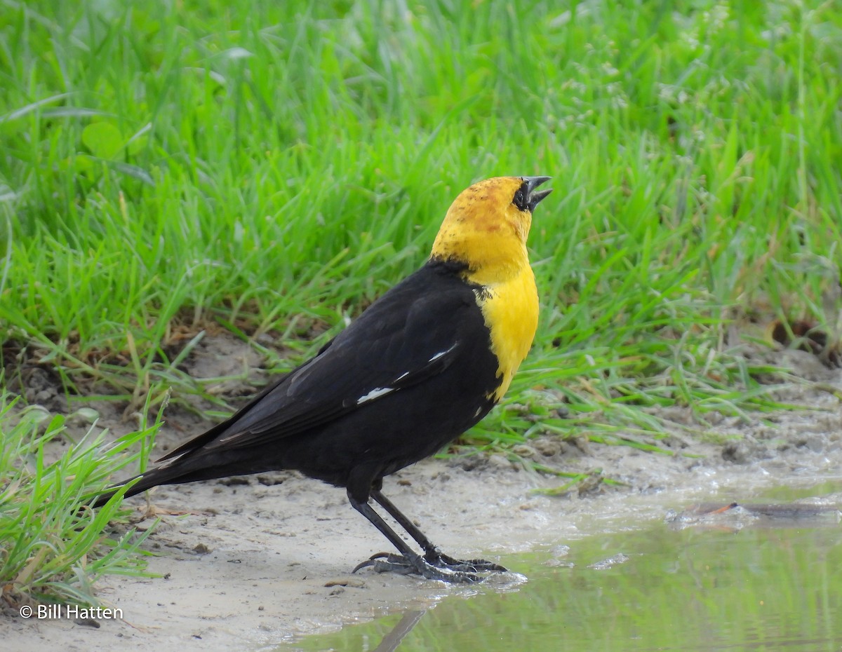 Yellow-headed Blackbird - ML620622178