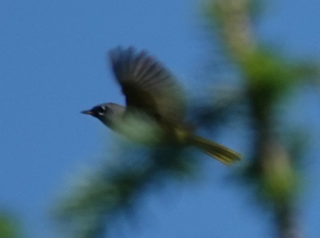 MacGillivray's Warbler - ML620622179