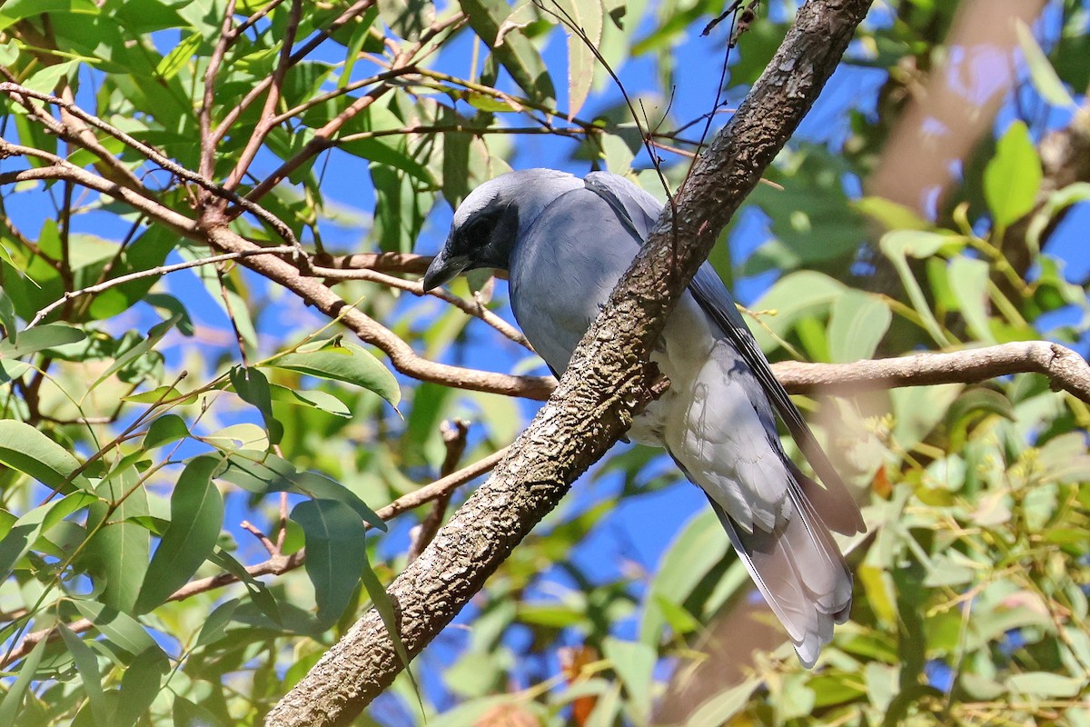 Black-faced Cuckooshrike - ML620622183