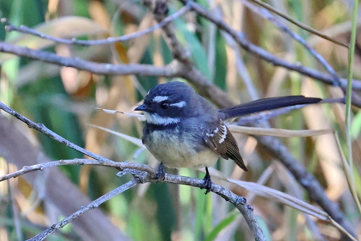 Gray Fantail - ML620622184