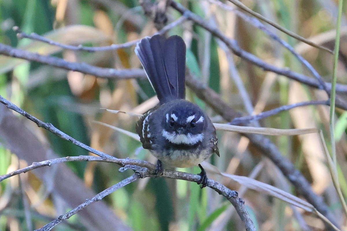 Gray Fantail - ML620622186