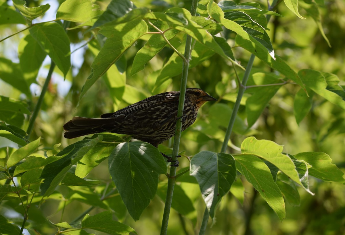 Red-winged Blackbird - ML620622187