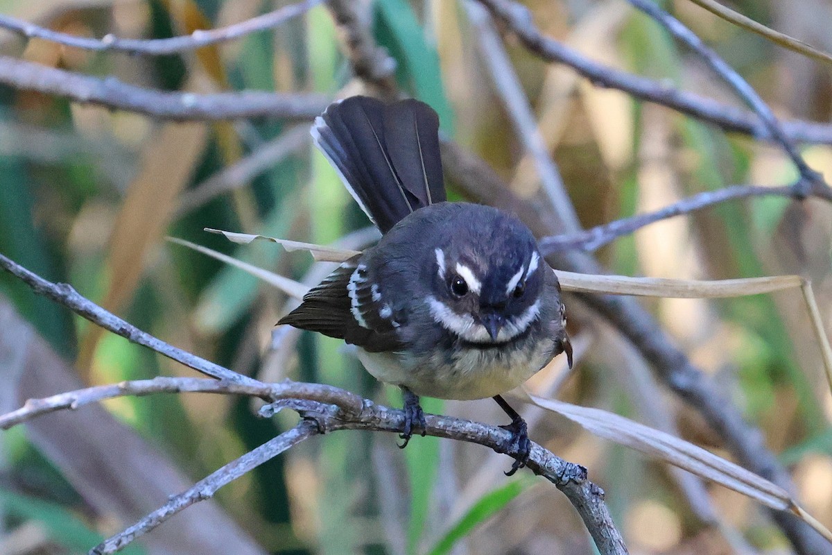 Gray Fantail - ML620622188