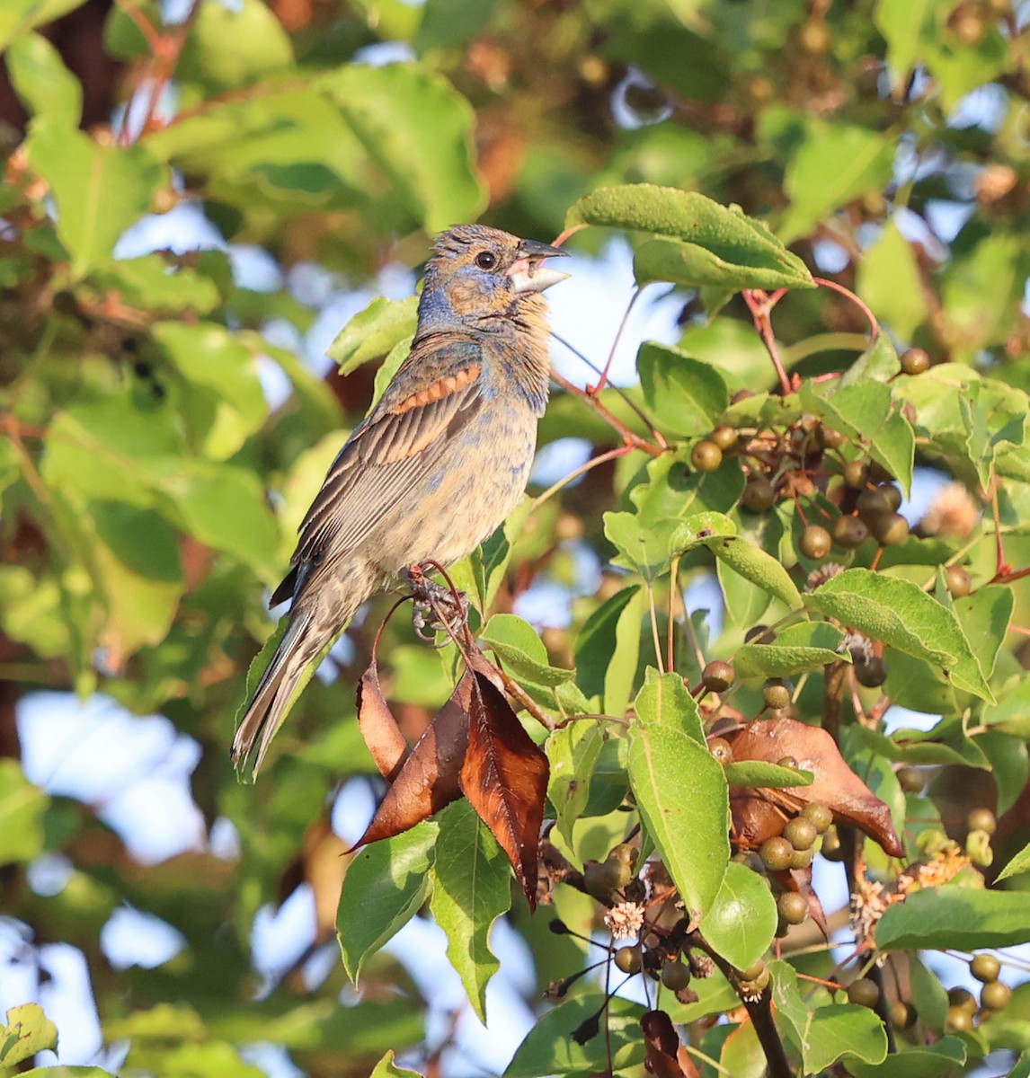 Blue Grosbeak - ML620622189