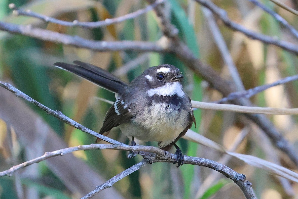 Gray Fantail - ML620622191