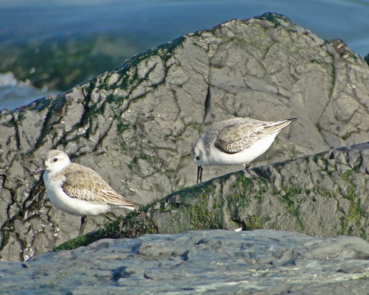 Bécasseau sanderling - ML620622192