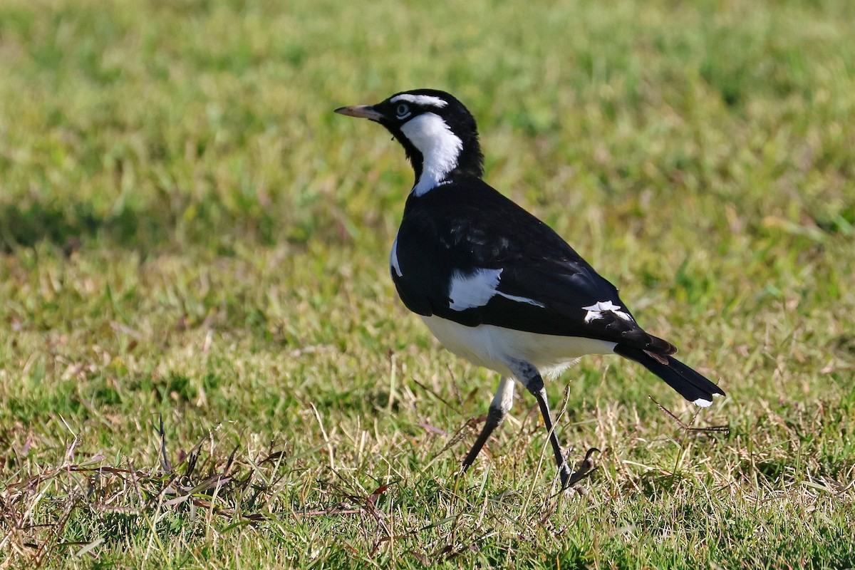 Magpie-lark - ML620622193