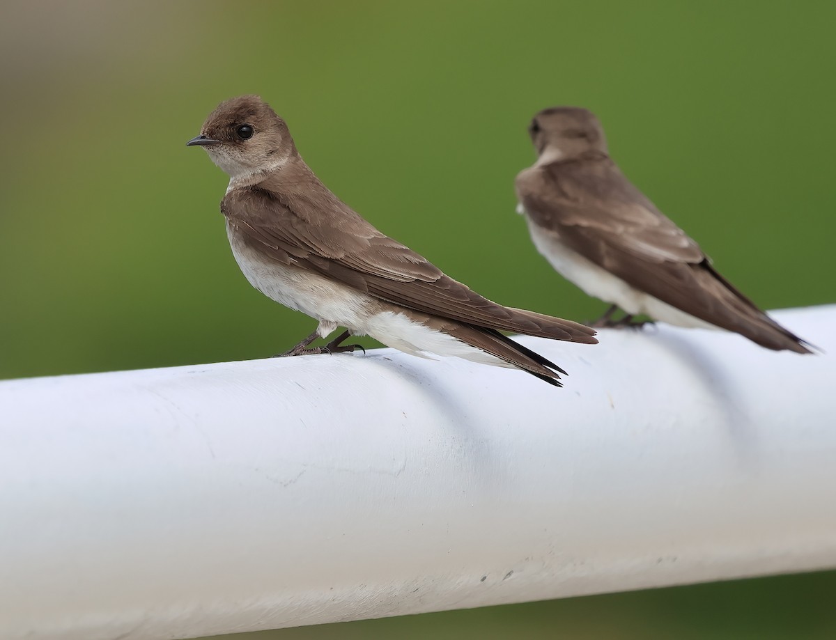 Northern Rough-winged Swallow - ML620622194