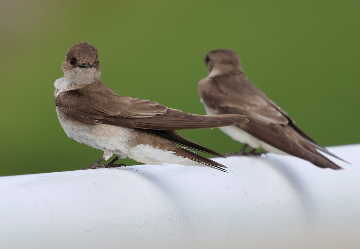 Northern Rough-winged Swallow - ML620622195