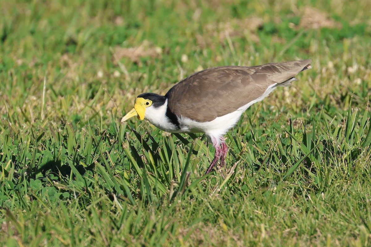 Masked Lapwing - ML620622197