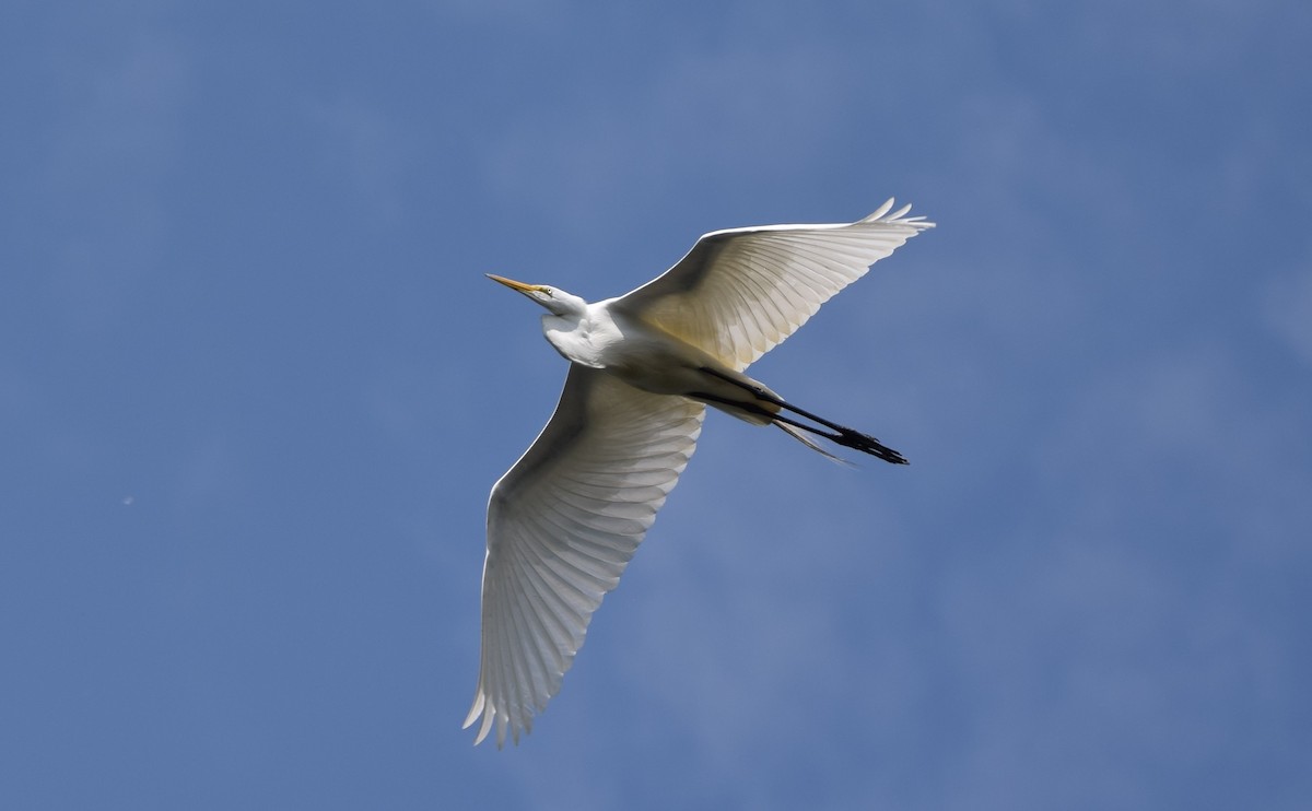 Great Egret - Henri Ouellet