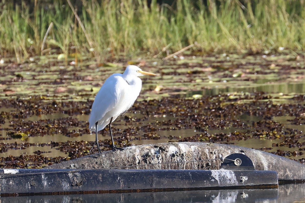 Plumed Egret - ML620622201