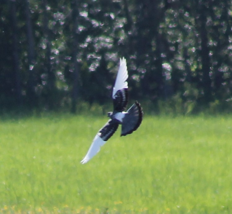 Rock Pigeon (Feral Pigeon) - ML620622203