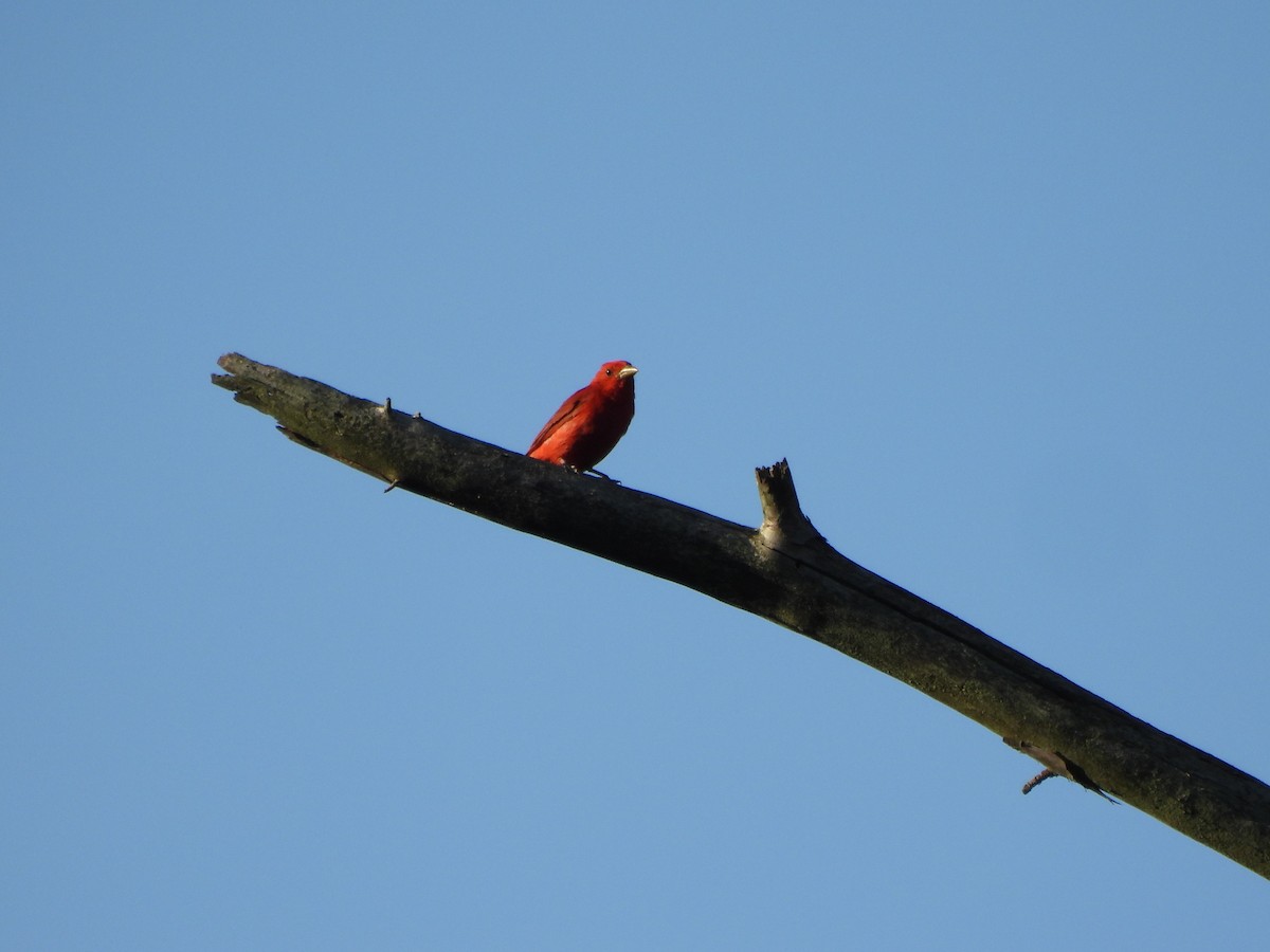 Summer Tanager - ML620622204