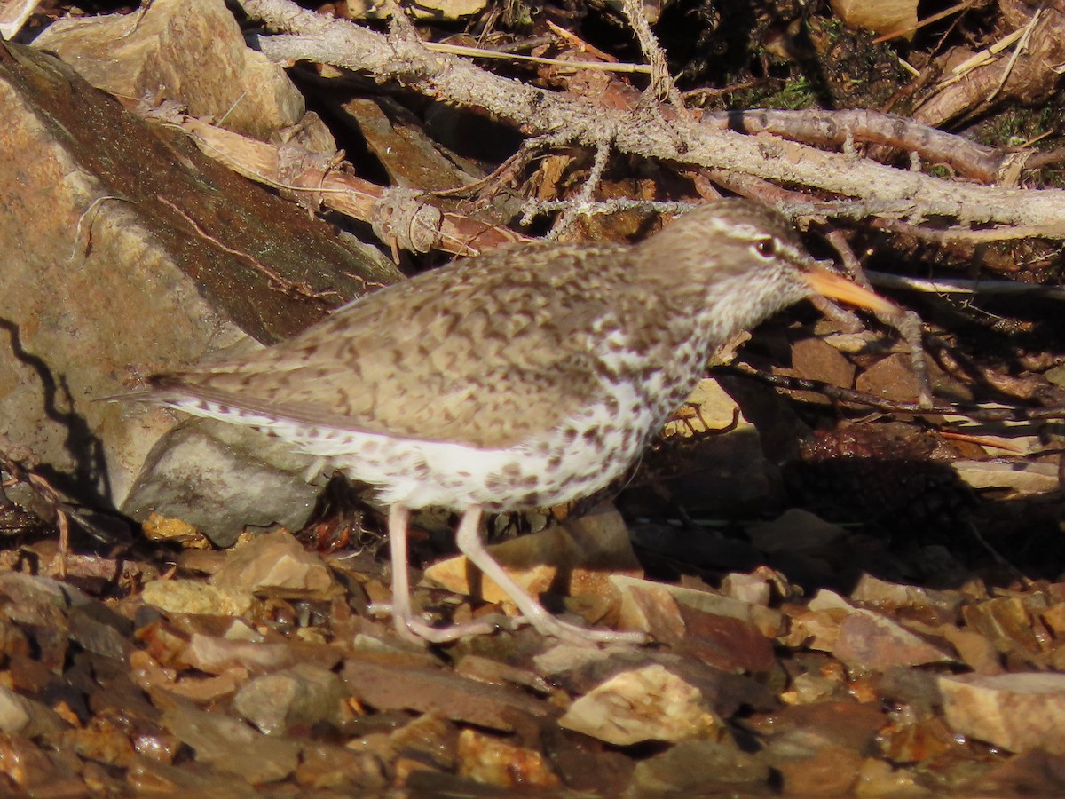 Spotted Sandpiper - ML620622205