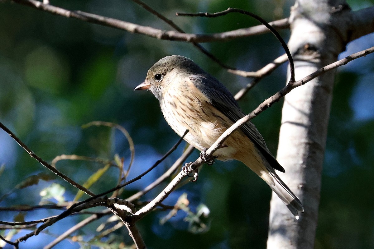 Rufous Whistler - ML620622206