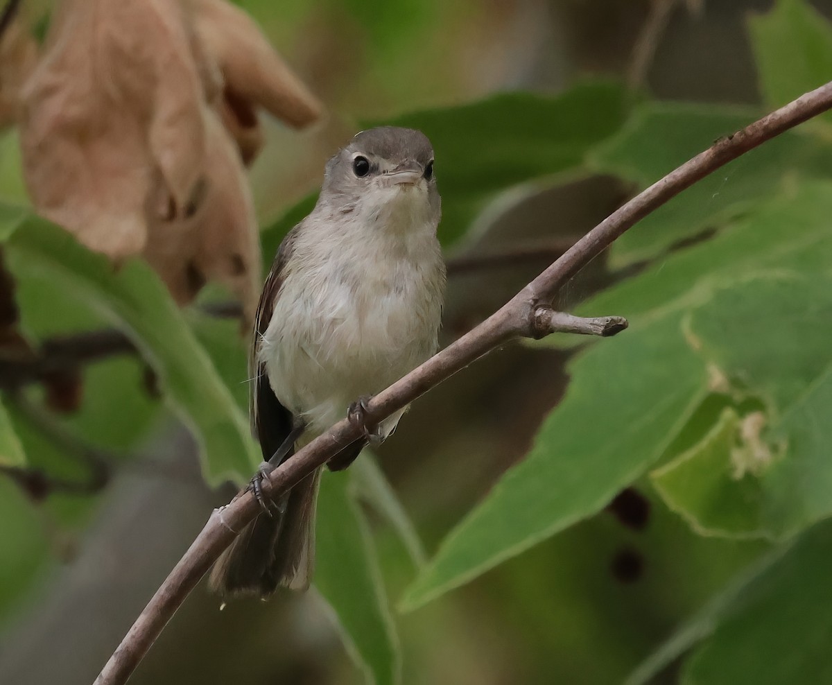 Bell's Vireo - Sally Veach