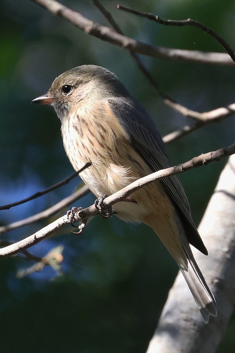 Rufous Whistler - Lorix Bertling