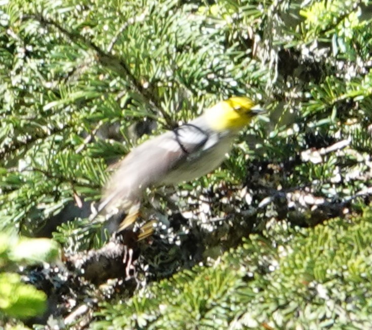 Paruline à tête jaune - ML620622210