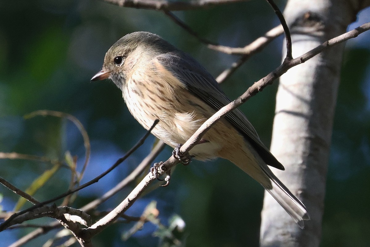 Rufous Whistler - ML620622211