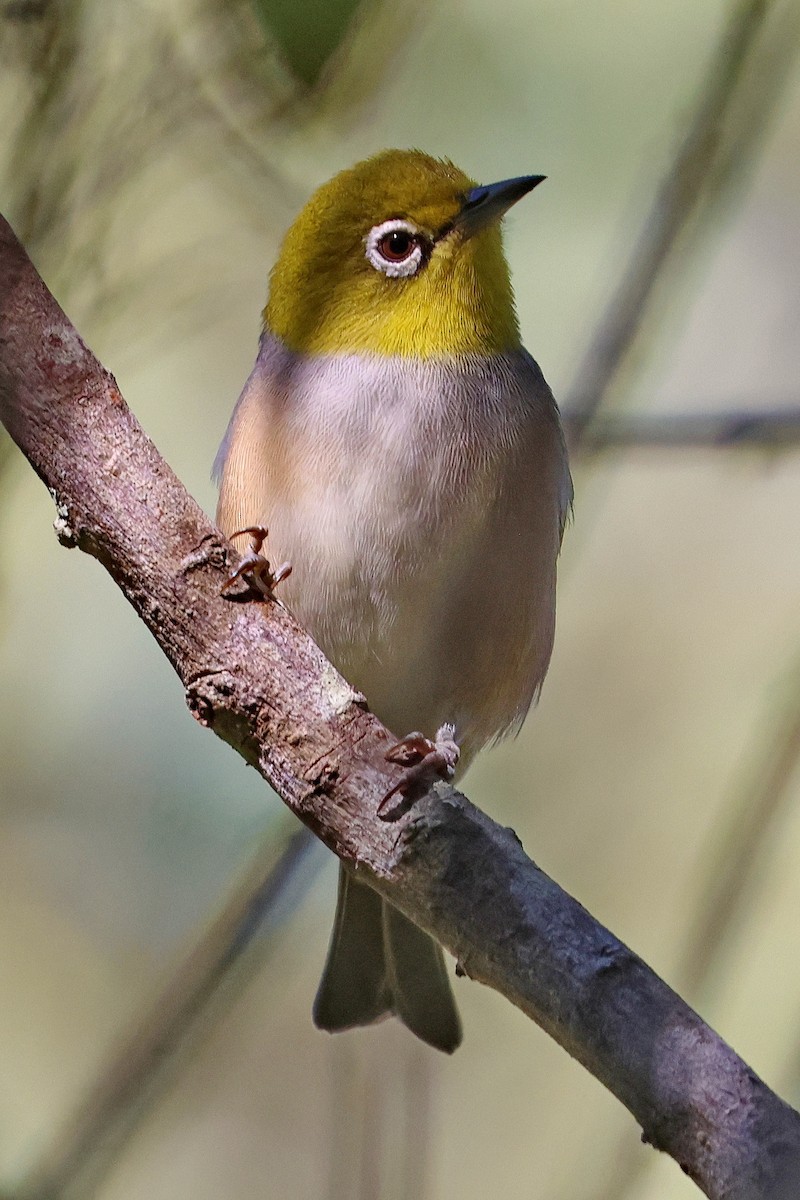 Silvereye - ML620622212