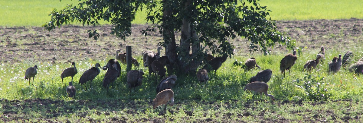 Sandhill Crane - ML620622214