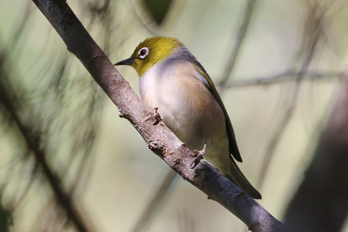 Silvereye - ML620622215