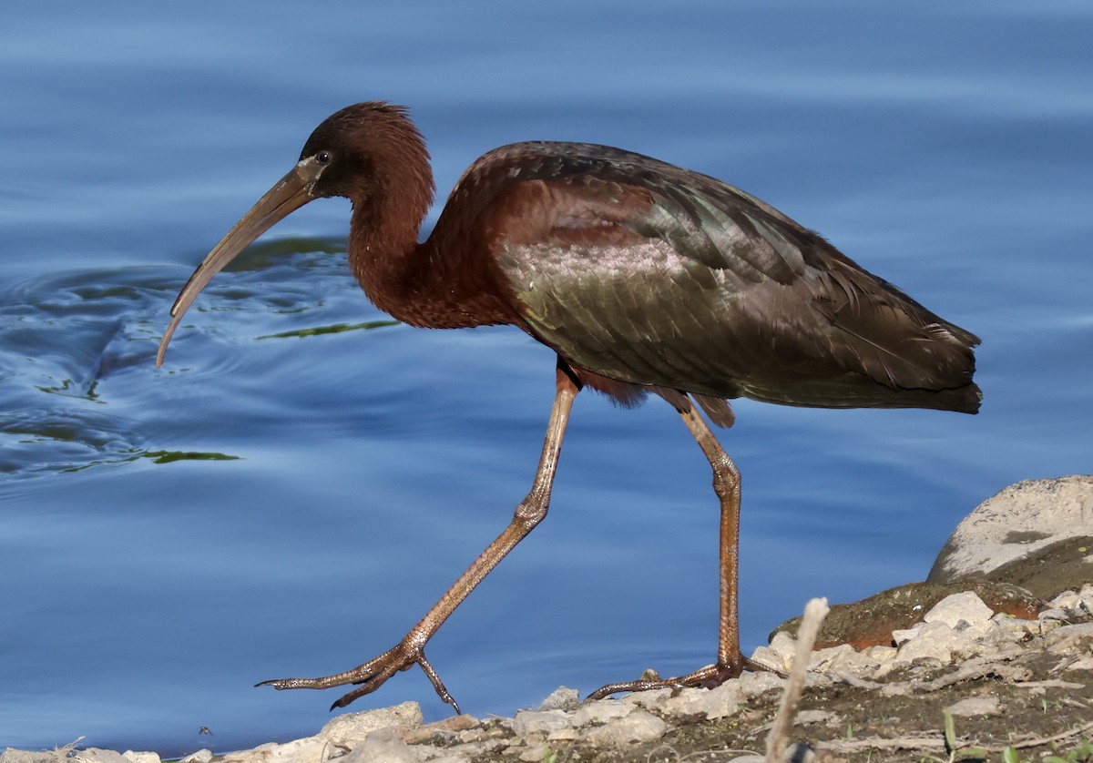 Glossy Ibis - Rand Quinn